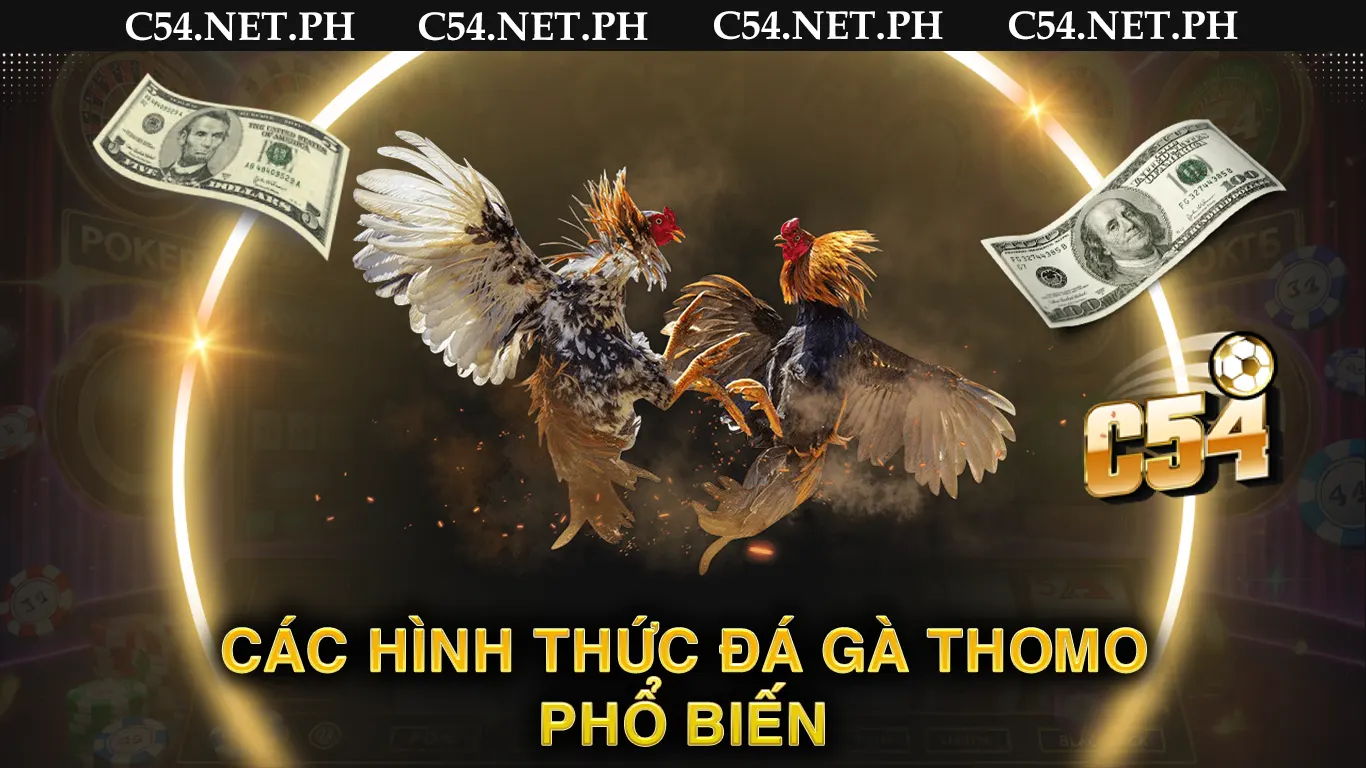 Các hình thức đá gà thomo phổ biến